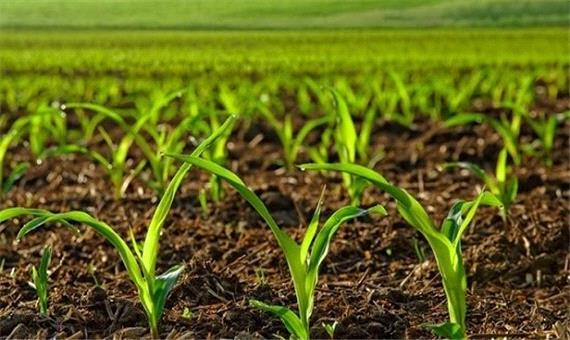 جشنواره ایده‌های برتر بخش کشاورزی در استان برگزار می‌شود