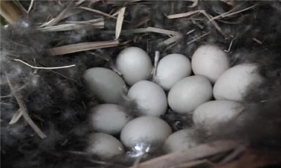 پرندگان مهاجر در تالاب کانی برازان مهاباد تخمگذاری کردند