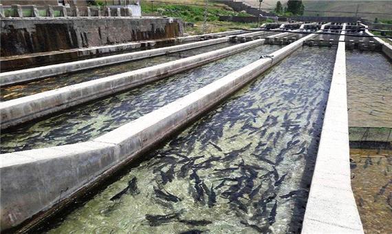 مدیر شیلات: سالانه 5800 تن ماهی در آذربایجان شرقی تولید می شود