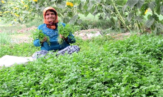 46 درصد نیروی کار بخش کشاورزی زنان هستند