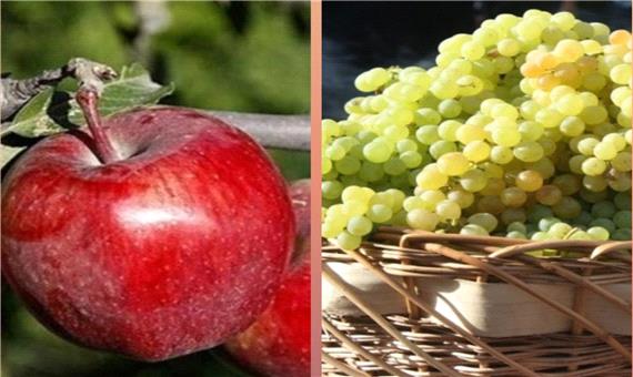 پیش بینی صادرات 500 هزارتن سیب و انگور از ارومیه طی سال جاری