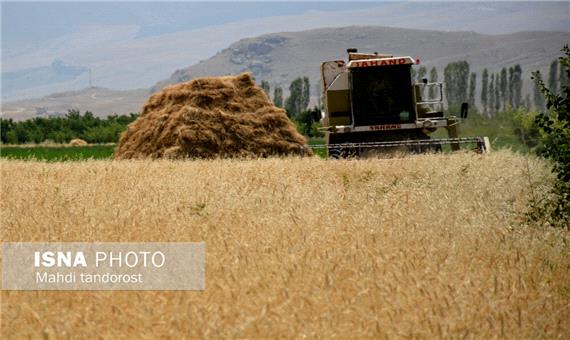بیش از 22000 تن گندم از مزارع پلدشت برداشت می شود