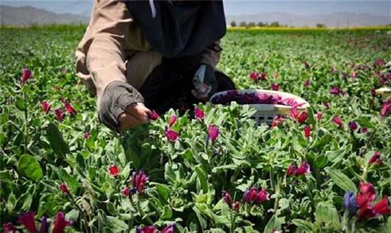 مرهم گیاهی برای زخم اقتصادی/ نسخه ای کارساز برای آذربایجان شرقی