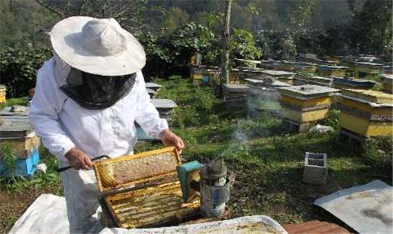 5700 تولید کننده عسل در آذربایجان غربی فعالیت می کنند