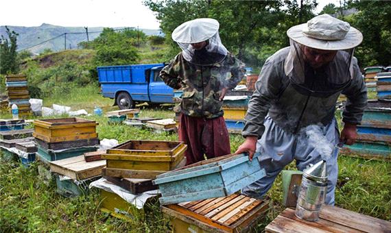 ظرفیت‌های تولید عسل در پیرانشهر معرفی می‌شود