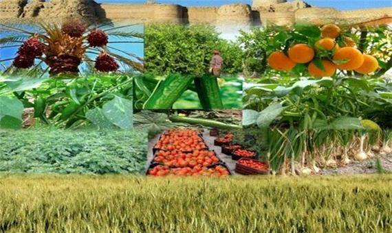 سهم 21.2 درصدی بخش کشاورزی در اشتغال آذربایجان‎شرقی