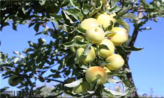 افزایش 50 درصدی تولید سیب در اشنویه