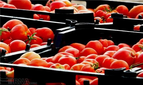 گوجه‌فرنگی با قیمت 1000 تومان در آذربایجان‌غربی خریداری می‌شود