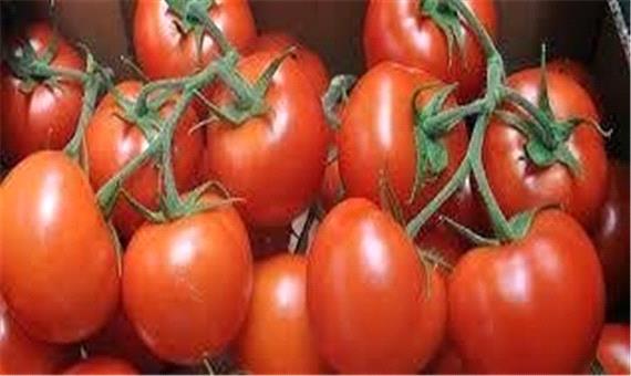 پیش بینی برداشت 193000 تن گوجه فرنگی در آذربایجان غربی