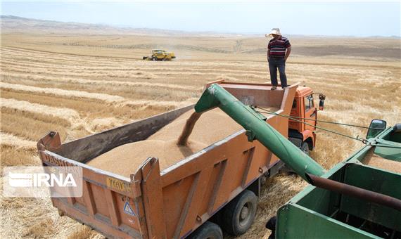 گندم خریداری شده در شاهین‌دژ 43 درصد کاهش یافت