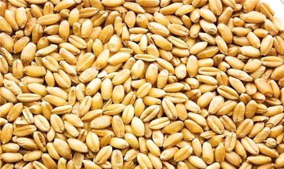 2 واحد تولید بذر اصلاح‌شده گندم در هشترود فعال است