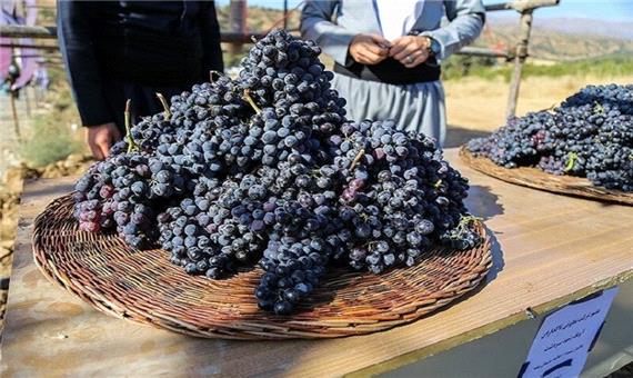 27 هزار تن انگور سیاه از تاکستان‌های سردشت برداشت می‌شود