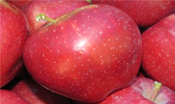 رتبه نخست آذربایجان‌غربی در تولید سیب کشور