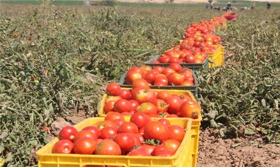10 هزار تن گوجه فرنگی در آذربایجان شرقی خریداری می‌شود