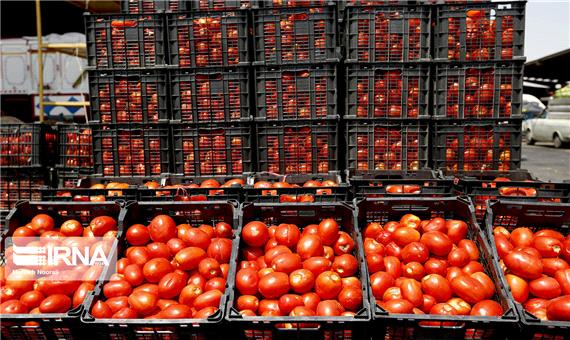 فزونی تولید و نبود بازار برای گوجه‌فرنگی