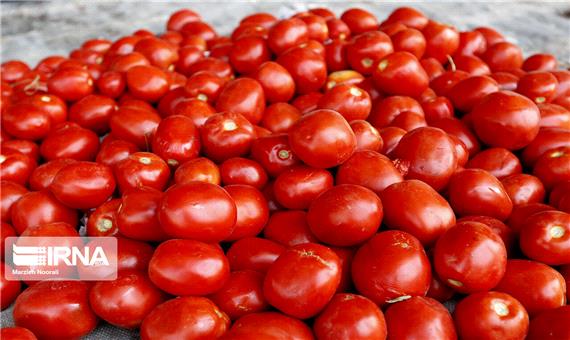 خرید حمایتی گوجه‌فرنگی در مشگین‌شهر