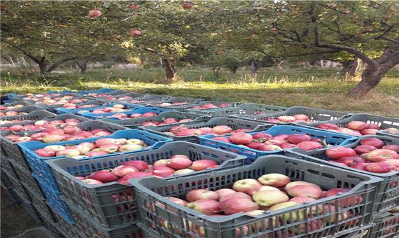 برداشت بیش از 13 هزار تن سیب در خلخال