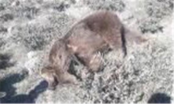 کشته شدن یک قلاده خرس قهوه‌ای در مشگین‌شهر