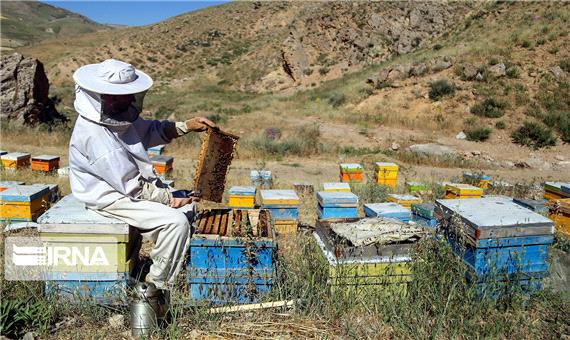 تولید عسل در میاندوآب 41 درصد افزایش یافت