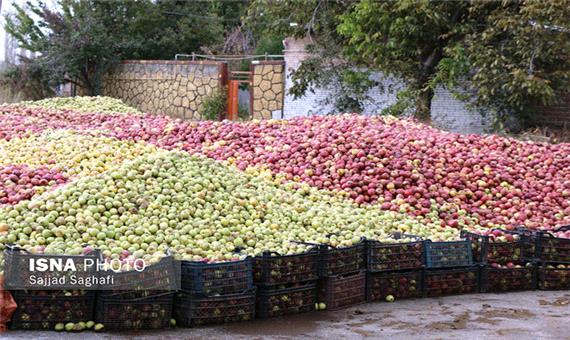 برداشت 50 هزار تن سیب از باغات هشترود