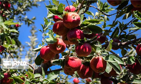 باغدار اهل نقده‌ 20 تن از محصول سیب خود را به نیازمندان اهدا کرد
