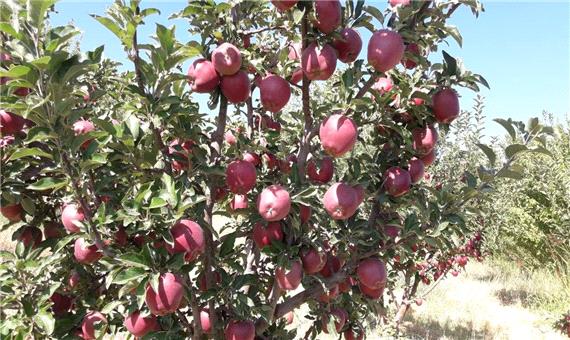 179هزار تن سیب در میانه تولید شد