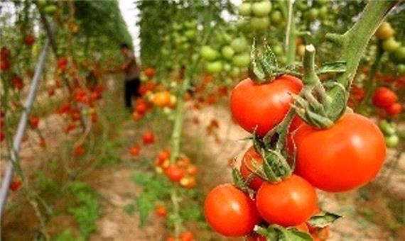 افزایش 46 درصدی صادرات محصولات کشاورزی آذربایجان‌شرقی