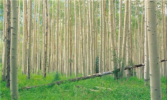 «زراعت چوب» راهکاری مطمئن برای احیای جنگل‌های کشور است