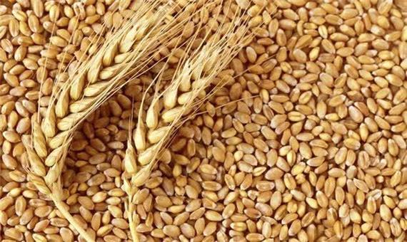 120 رقم گندم در کشور ثبت شده است