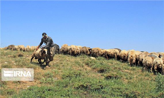 60 درصد مراتع آذربایجان‌غربی در اختیار عشایر است
