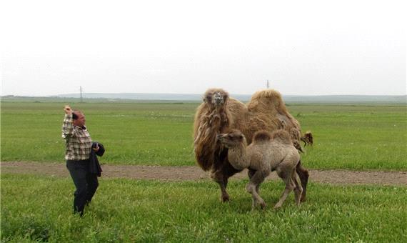 بیم و امید انقراض شتر دوکوهانه ایران در منطقه مغان