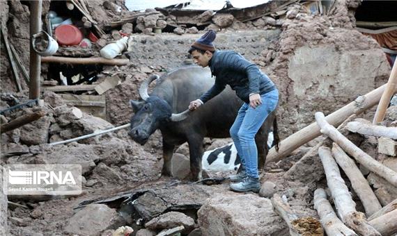 500 واحد دامداری در زلزله آذربایجان‌شرقی خسارت دیدند