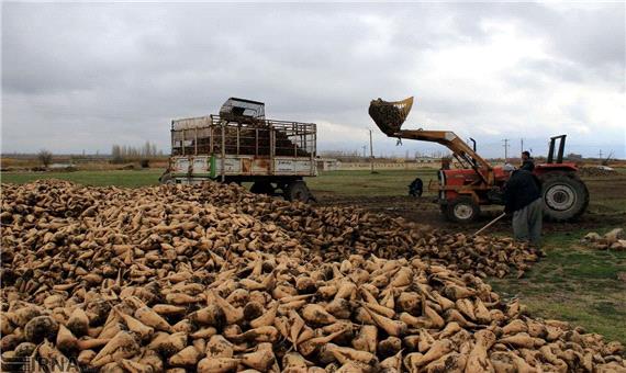 پیش‌بینی برداشت بیش از 91 هزار تن چغندر قند از مزارع مغان