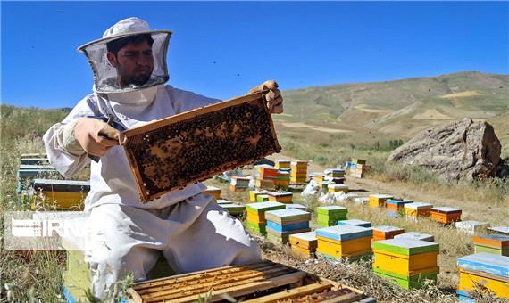 تولید عسل در مهاباد 2.5 برابر شد