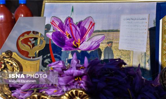 جشنواره زعفران بناب شهرستان مرند