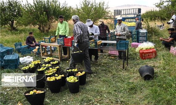 تولید سالانه 6.7 میلیون تن محصولات کشاورزی در آذربایجان‌غربی