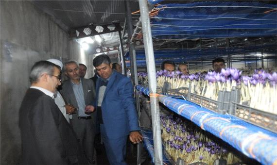 مرکز کشت زعفران در دانشگاه ارومیه افتتاح شد
