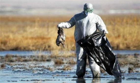 تشدید اقدامات کنترلی بیماری آنفلوانزای پرندگان در آذربایجان غربی