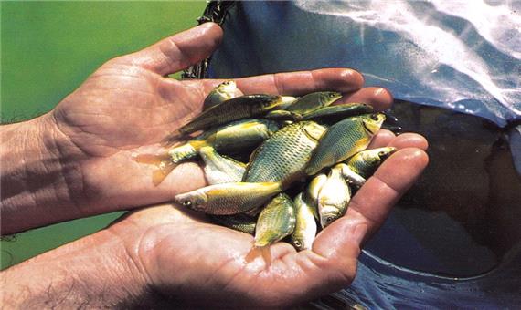 25 هزار بچه ماهی در استخرهای ذخیره آب کشاورزی آذربایجان غربی رهاسازی شد