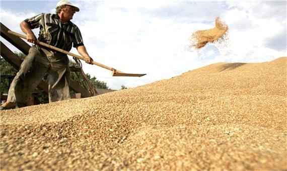 میزان خرید گندم از کشاورزان خلخال کاهش یافت