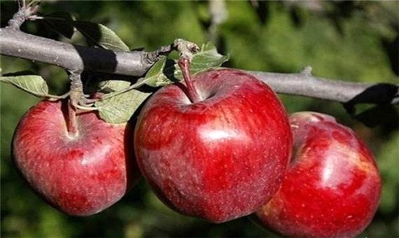 در تلاشیم امسال صادرات سیب ارومیه را به 600 هزار تن برسانیم