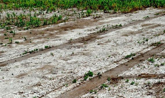 تهدید شوری خاک برای کشاورزی پایدار