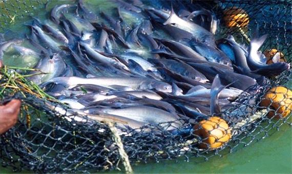 سرانه مصرف ماهی در آذربایجان شرقی، 7 کیلوگرم است