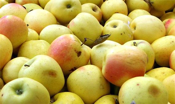 کل سیب صنعتی آذربایجان غربی جذب صنایع تبدیلی می شود