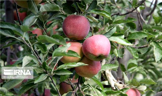 7٠ هزار تن سیب از باغ‌های نقده برداشت شد