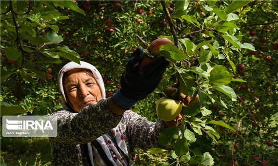 1.1 میلیون تن سیب درختی در آذربایجان‌غربی تولید شد