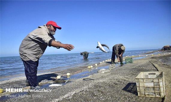 سرانه مصرف ماهی در آذربایجان غربی به 7 کیلوگرم رسید