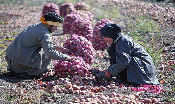 مشارکت 443 هزار نفر در طرح «ارتقای سلامت کشاورزی» آذربایجان‌غربی