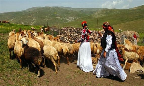 عشایر آذربایجان غربی سالانه 73 هزار تن محصولات دامی تولید می کنند