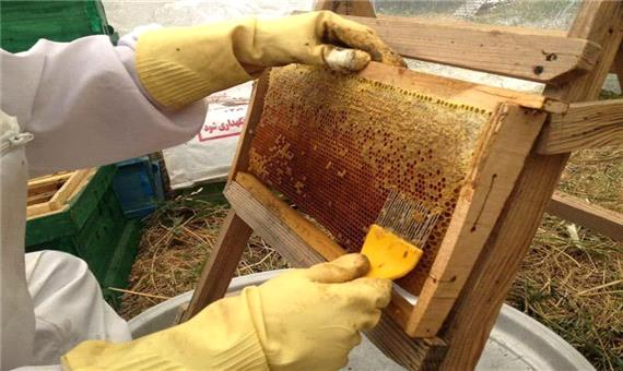 آذربایجان‌غربی استان پیشتاز کشور در تولید عسل